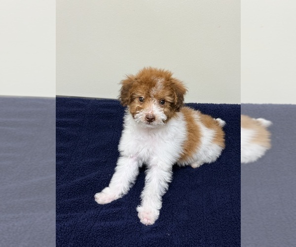 Medium Photo #12 Pom-A-Poo Puppy For Sale in OWINGS, MD, USA