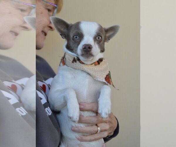 Medium Photo #1 Chihuahua-Unknown Mix Puppy For Sale in McKinney, TX, USA