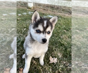 Alaskan Klee Kai Puppy for sale in WILLIAMSBURG, OH, USA