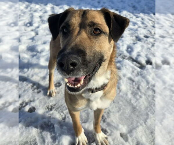 Medium Photo #1 Labrador Retriever-Unknown Mix Puppy For Sale in Princeton, MN, USA