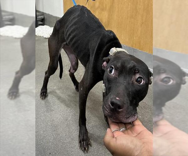Medium Photo #1 Labrador Retriever-Unknown Mix Puppy For Sale in Forestville, MD, USA
