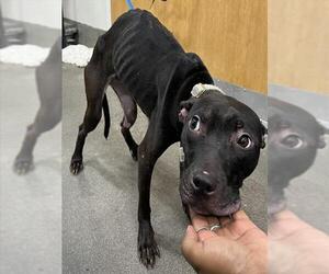 Medium Labrador Retriever Mix