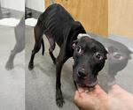 Small Labrador Retriever Mix