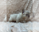 Small #2 French Bulldog