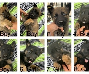 Malinois Puppy for sale in CORONA, CA, USA