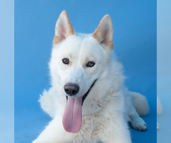 Medium Photo #1 Siberian Husky Puppy For Sale in Pasadena, CA, USA