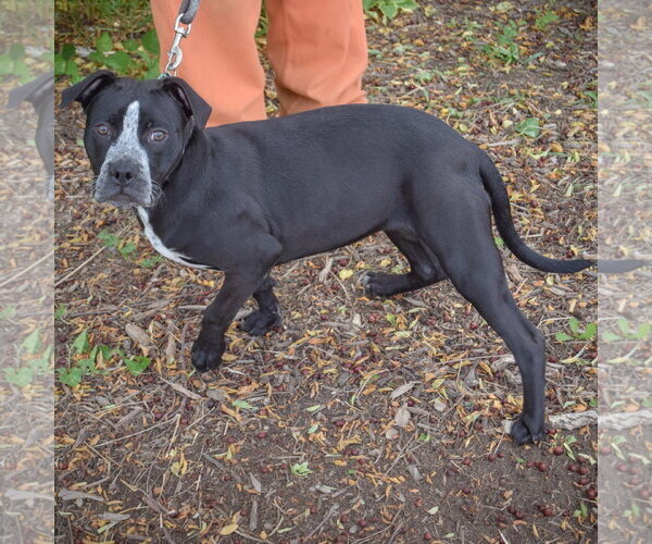 Medium Photo #2 American Staffordshire Terrier-Boxer Mix Puppy For Sale in Huntley, IL, USA