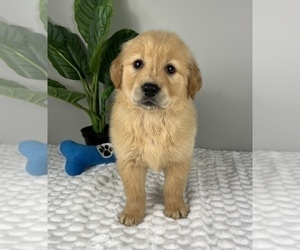 Golden Retriever Puppy for Sale in FRANKLIN, Indiana USA