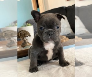 French Bulldog Puppy for sale in ANTIOCH, CA, USA