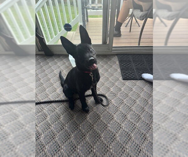 Medium Photo #3 Mutt Puppy For Sale in Imlay City, MI, USA