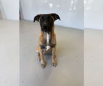Small #4 Mutt