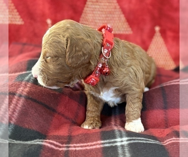 Medium Photo #13 Goldendoodle (Miniature) Puppy For Sale in SAINT MARYS, KS, USA