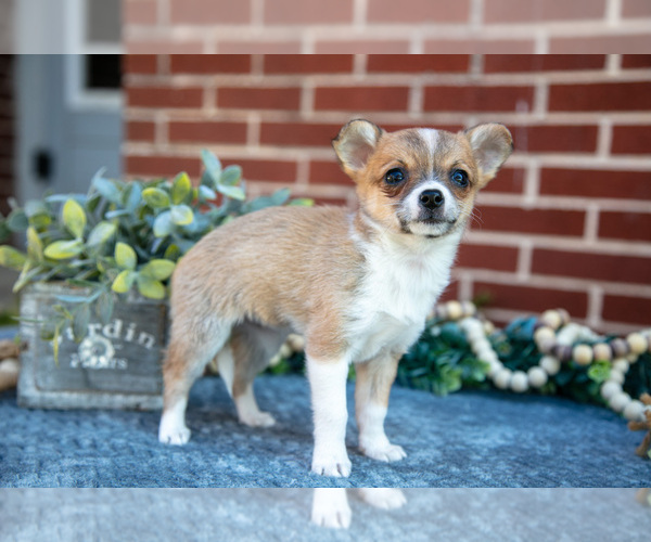 Medium Photo #2 Chihuahua Puppy For Sale in NEW HOLLAND, PA, USA