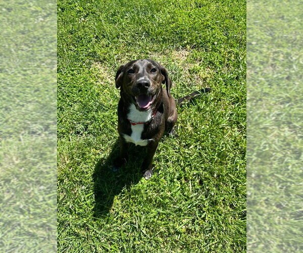 Medium Photo #2 Mutt Puppy For Sale in Osgood, IN, USA