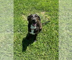 Small #1 Mutt