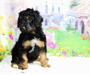 Aussie-Poo-Aussiedoodle Miniature Mix Puppy for sale in KINSTON, NC, USA