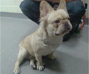 French Bulldog Dogs for adoption in Denver, CO, USA