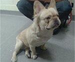 Small French Bulldog