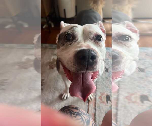 Medium Photo #4 American Pit Bull Terrier Puppy For Sale in Cape May, NJ, USA