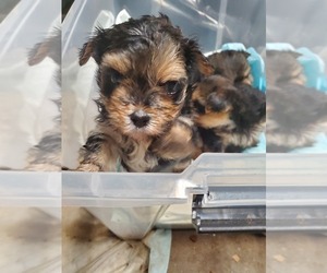 Yorkshire Terrier Puppy for sale in BAYONNE, NJ, USA