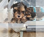 Small Photo #1 Yorkshire Terrier Puppy For Sale in BAYONNE, NJ, USA
