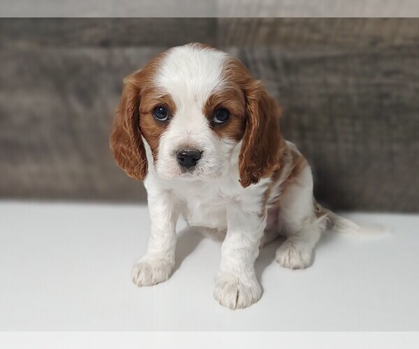 Medium Photo #7 Cavalier King Charles Spaniel Puppy For Sale in CLARK, MO, USA