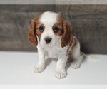 Small Photo #7 Cavalier King Charles Spaniel Puppy For Sale in CLARK, MO, USA