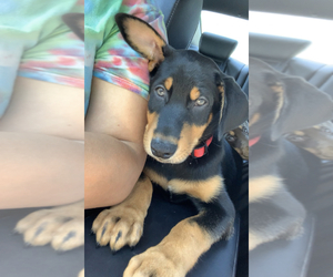 Doberman Pinscher-Siberian Husky Mix Puppy for sale in ROHNERT PARK, CA, USA