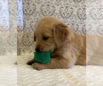 Small #1 Golden Retriever