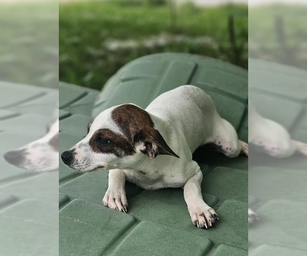 Medium Photo #3 Jack Chi Puppy For Sale in Cranston, RI, USA