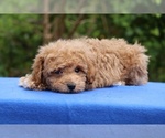 Small #17 Poodle (Toy)
