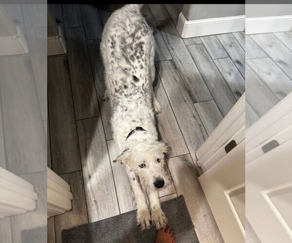 Medium Photo #2 Mutt Puppy For Sale in Grafton, WI, USA