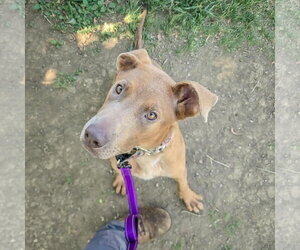London - Female Labmaraner Dog for Adoption - Photo #6