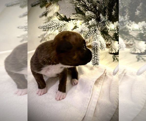 Medium Photo #6 Boxer Puppy For Sale in Chilliwack, British Columbia, Canada