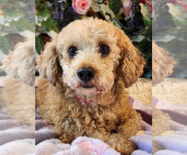 Medium Photo #5 Poodle (Miniature) Puppy For Sale in Bon Carbo, CO, USA