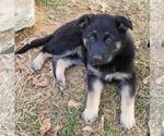 Small Photo #12 German Shepherd Dog Puppy For Sale in HIDDENITE, NC, USA