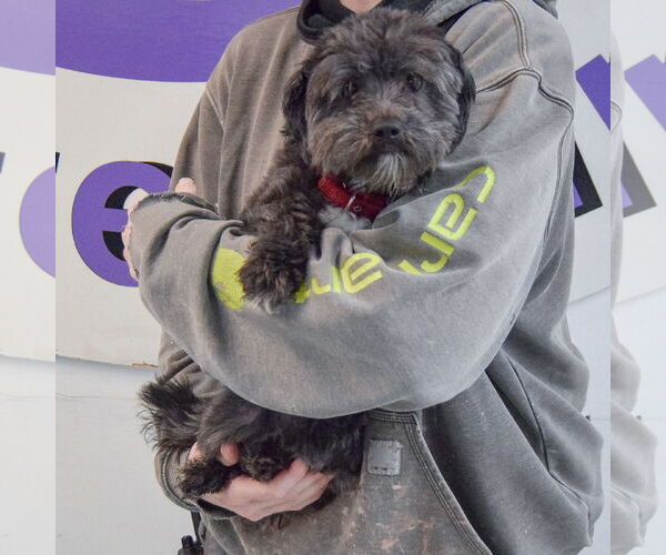 Medium Photo #4 Havashu Puppy For Sale in Huntley, IL, USA