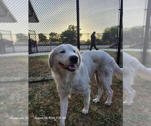 Great Pyrenees-Unknown Mix Dogs for adoption in San Antonio, TX, USA