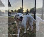 Small Great Pyrenees Mix