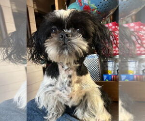 Shih Tzu Dogs for adoption in Foristell, MO, USA