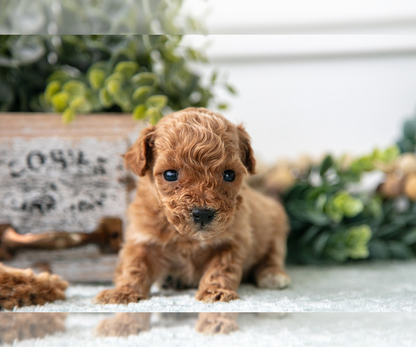 Medium Photo #3 Poodle (Miniature) Puppy For Sale in FARWELL, MI, USA