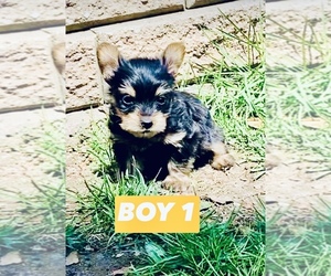 Yorkshire Terrier Puppy for sale in BUSHKILL, PA, USA
