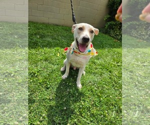 American Pit Bull Terrier-Unknown Mix Dogs for adoption in Germantown, OH, USA