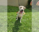 Small American Pit Bull Terrier Mix