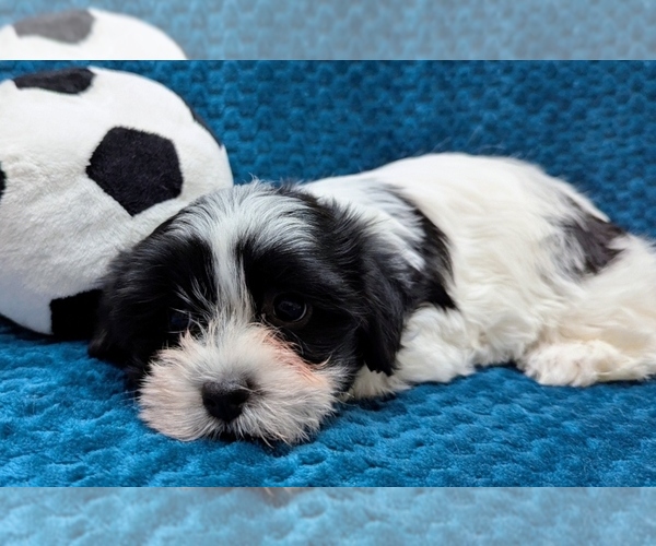 Medium Photo #5 Havanese Puppy For Sale in POST FALLS, ID, USA