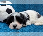 Small #4 Havanese