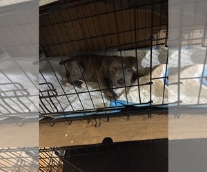 Cane Corso Puppy for sale in WAUWATOSA, WI, USA