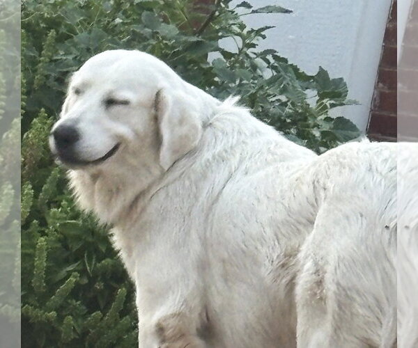 Medium Photo #2 Great Pyrenees Puppy For Sale in Spring, TX, USA