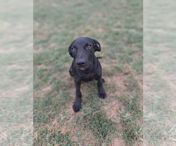 Medium Photo #1 Great Dane-Unknown Mix Puppy For Sale in Martinsburg, WV, USA