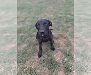 Great Dane-Unknown Mix Dogs for adoption in Martinsburg, WV, USA